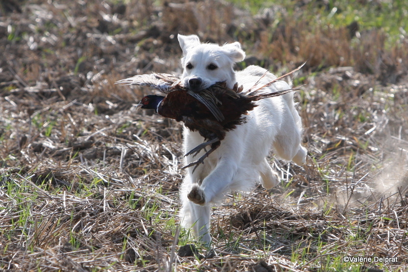 Field Erstein 09 (19).JPG